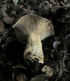 Lactarius argillaceifolius image
