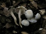 Hygrophorus eburneus image