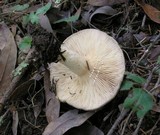 Lactarius pallescens image
