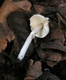Lepiota cristata image