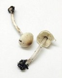 Lepiota cristata image