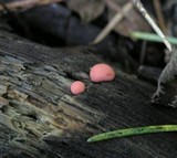 Lycogala epidendrum image