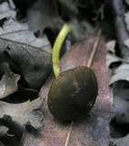 Pluteus romellii image