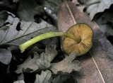 Pluteus romellii image