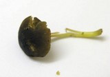 Pluteus romellii image