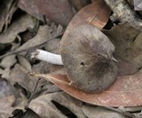 Pluteus thomsonii image