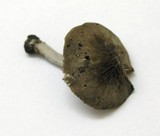 Pluteus thomsonii image