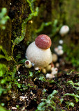 Boletellus emodensis image