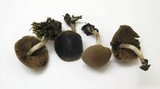 Psathyrella piluliformis image