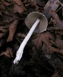 Psathyrella longipes image