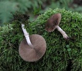 Psathyrella longistriata image