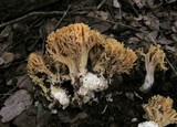 Ramaria rubricarnata var. verna image