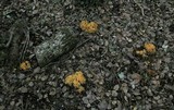 Ramaria rubricarnata var. verna image