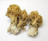 Ramaria rubricarnata var. verna image