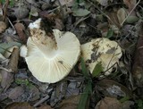 Russula cremoricolor image