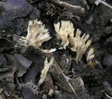 Aphelaria tuberosa image