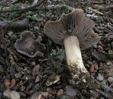 Tricholoma atroviolaceum image