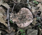 Tricholoma dryophilum image
