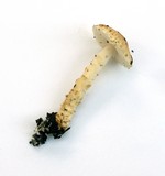 Lepiota spheniscispora image