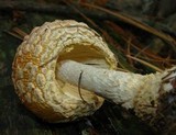 Amanita amerimuscaria image