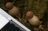 Boletellus emodensis image