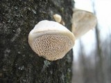 Trametes gibbosa image