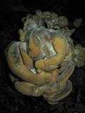 Meripilus sumstinei image