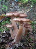 Armillaria solidipes image