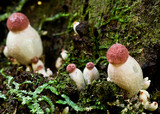 Boletellus emodensis image