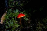 Hygrocybe hypohaemacta image