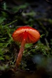 Hygrocybe hypohaemacta image