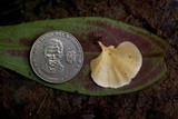 Cotylidia aurantiaca image
