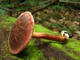 Boletus rubellus image