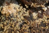 Protocrea farinosa image