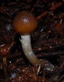 Psilocybe aucklandiae image