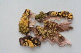Trichoderma aureoviride image