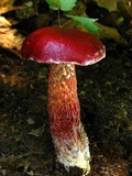 Boletus frostii image