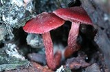 Tubaria punicea image