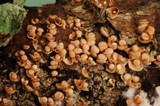 Corticium minnsiae image