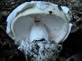 Amanita vernicoccora image