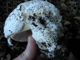 Amanita vernicoccora image