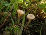 Contumyces rosellus image