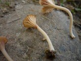 Contumyces rosellus image