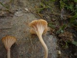 Contumyces rosellus image