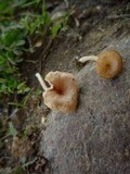 Contumyces rosellus image