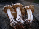 Rhodocollybia maculata image