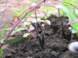 Poronia pileiformis image