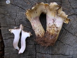 Hygrophorus purpurascens image