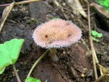 Panus neostrigosus image