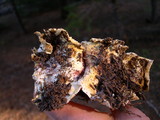 Hygrophorus purpurascens image